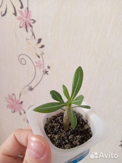 Комнатные цветы адениум и гибискус, драцена