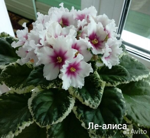 Фиалка детка