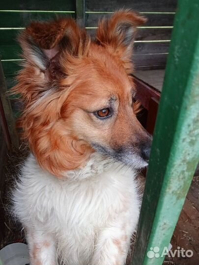 Метис шелти В добрые руки