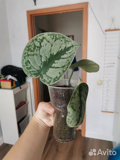 Сциндапсус пиктус треби