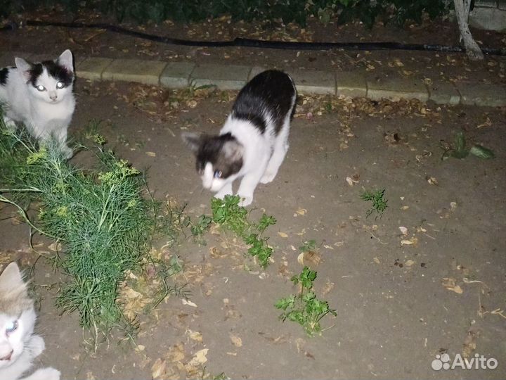 Котята в добрые руки даром