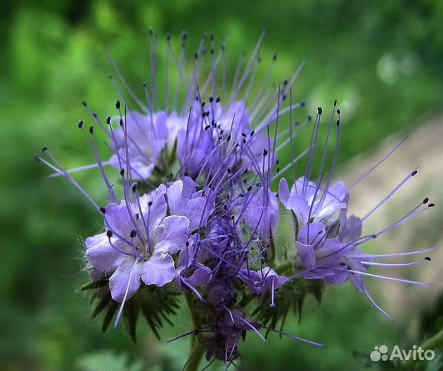 Фацелия, семена Медоносы Сидераты,Корм