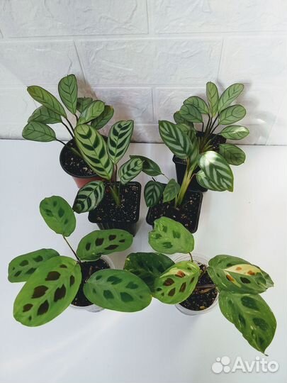 Фикусы,калатеи,эписции,гибискусы