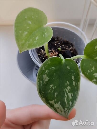 Сциндапсус сильвер энн