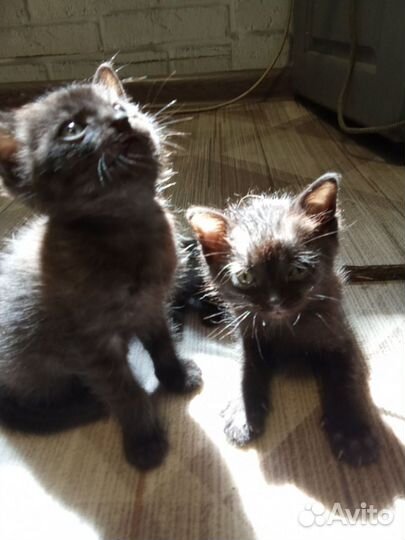 Котик в добрые руки