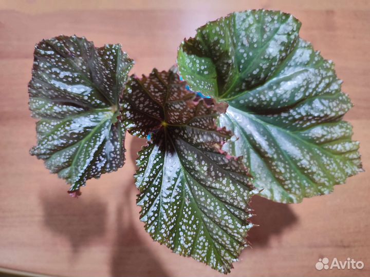 Бегония Коралловая