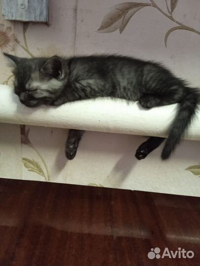 Котята