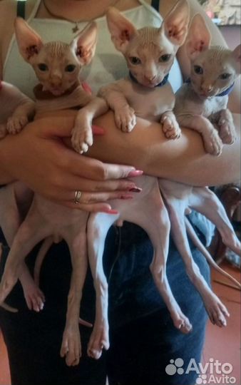 Канадский сфинкс котенок