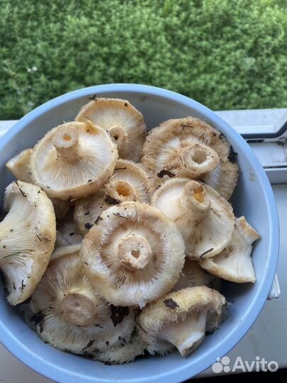 Грибы грузди свежие