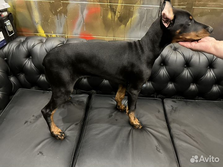 Щенки добермана черный пародистый