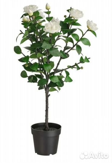 Фейка IKEA икея камелия белая, кашпо мускот