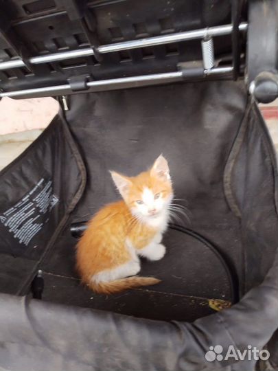 Нужен дом котенку, выбросили на детскую площадку