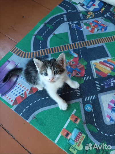 Кошечка и котик