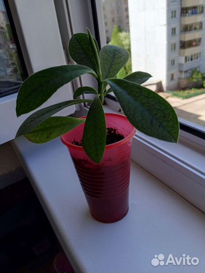 Синадениум Гранта или Дерево любви