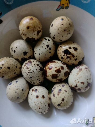 Яйца перепелиные диетические