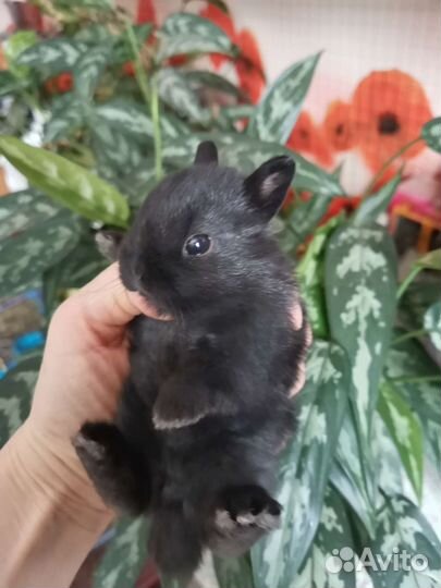 Настоящие карликовые рексы и карлики малыши