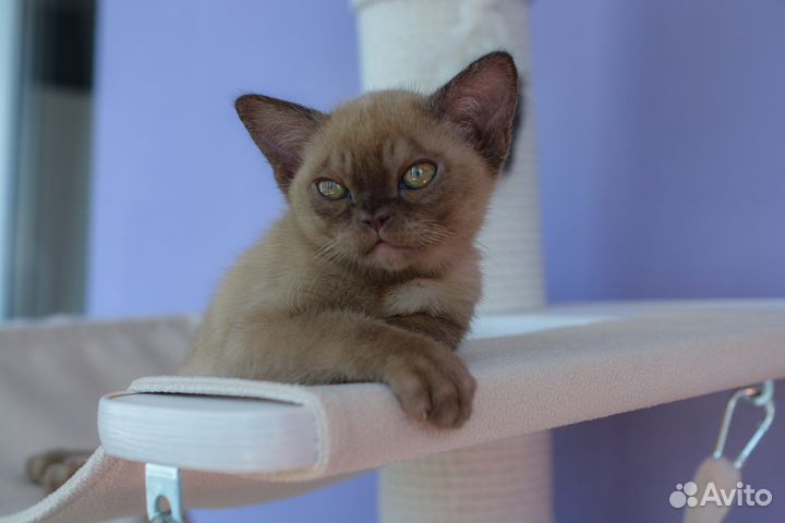 Бурманские котята питомник