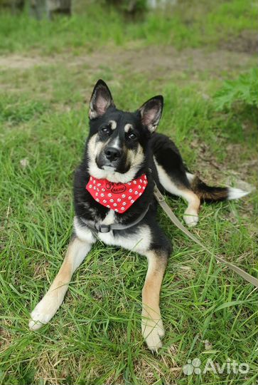 Лайка метис молодой мальчик