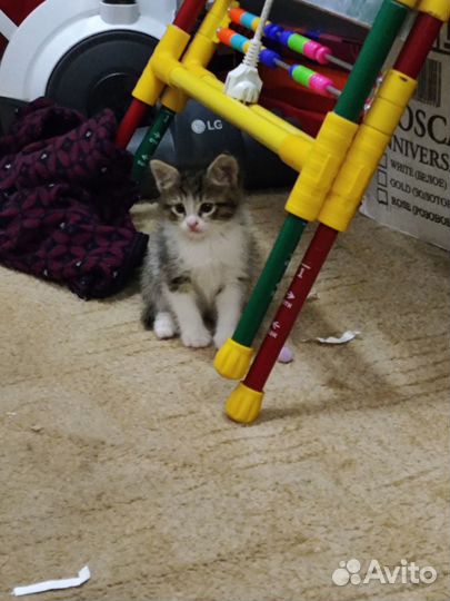 Котёнок Мята бесплатно