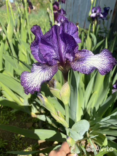 Ирисы. Ирисы бородатые