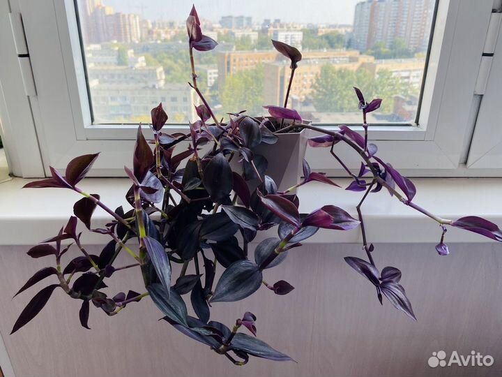 Традесканция