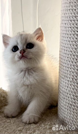 Британская серебристая шиншилла