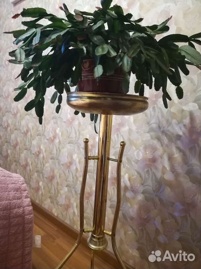 Декабрист +подставка