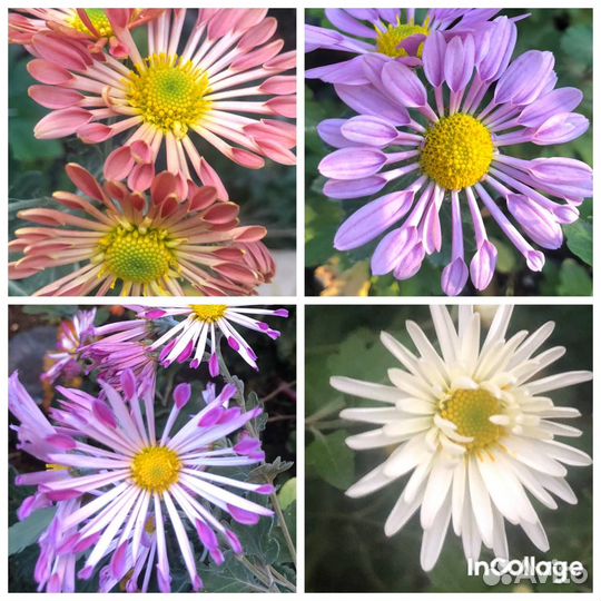 Хризантемы многолетние Большой выбор