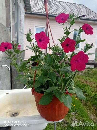 Петуния ампельная