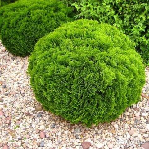 Туя западная Даника шаровидная
