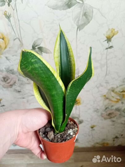 Сансевиерии