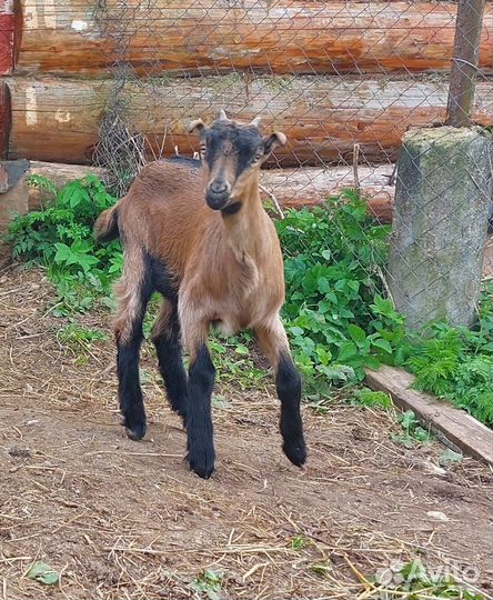 Козочка Ла-Манча