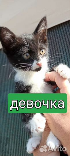 Котята две девочки