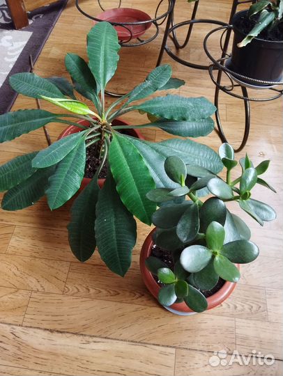 Молочай,Красула