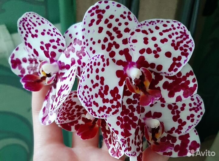 Орхидея редкая