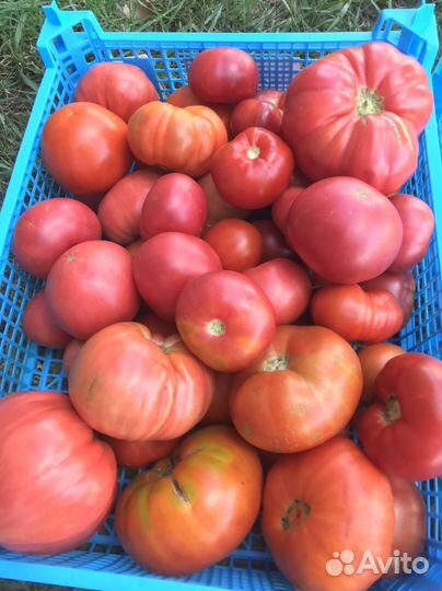 Помидоры