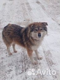 Собака в добрые руки девочка