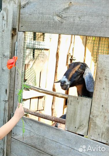 Козочка шами-нубийская