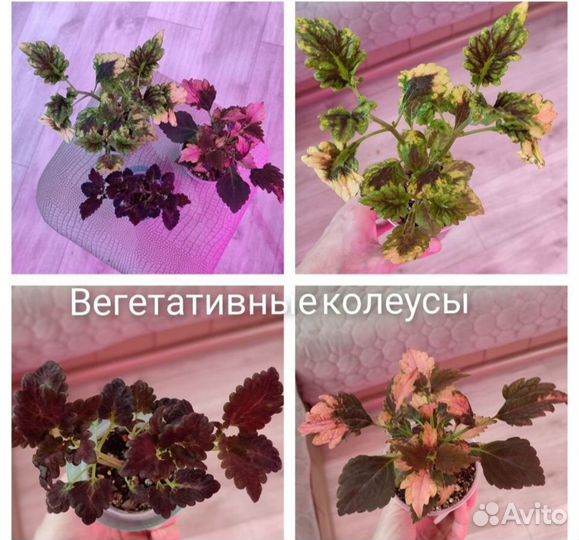 Комнатные цветы.Оксалис,гибискус,циперус