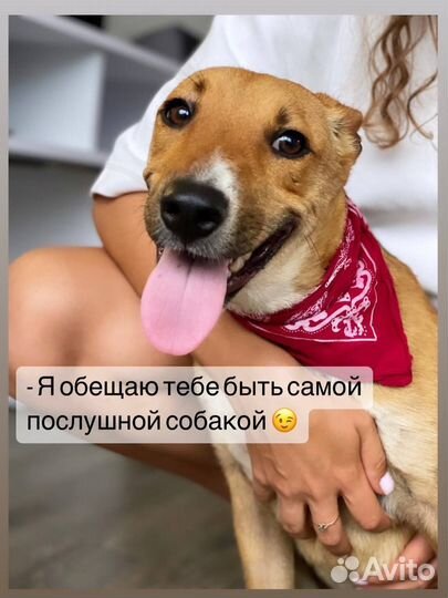 Собаки в дар