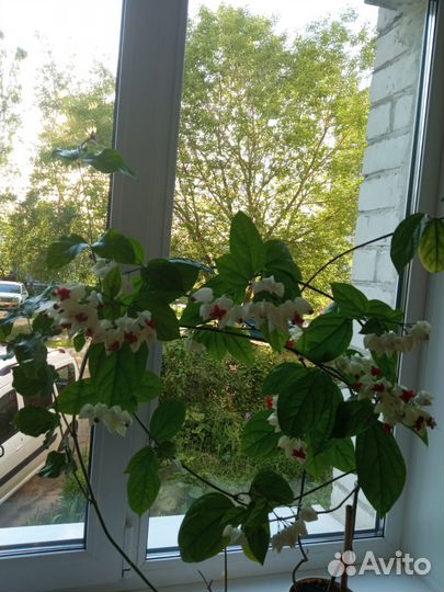 Кленодендрум