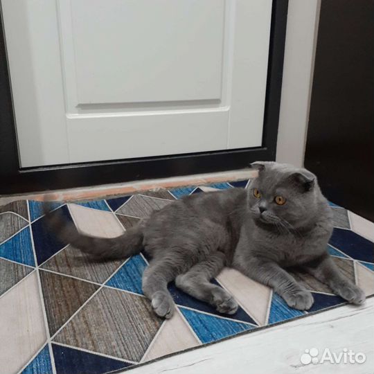 Британский вислоухий