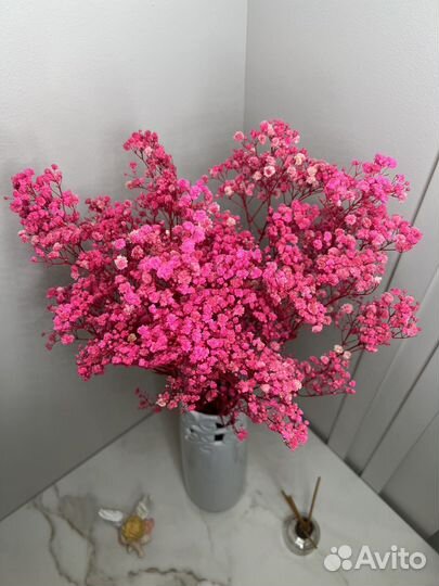 Гипсофила стабилизированная