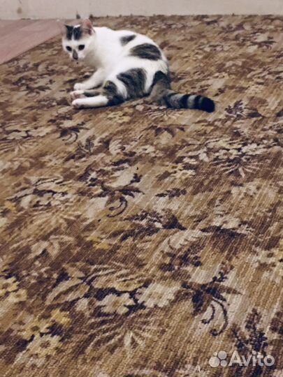 Японский бобтейл кошка одам добрый руки