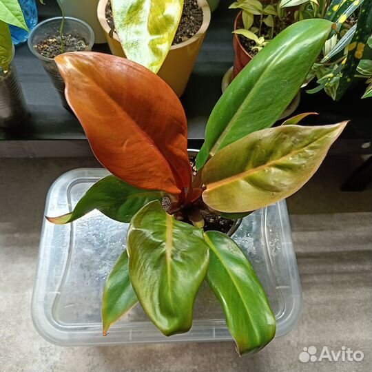 Филодендрон Принц Оранж/Рэд Кинг