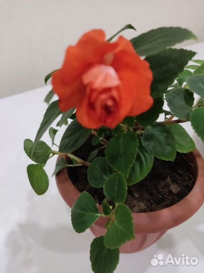 Бальзамин махровый