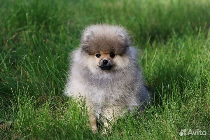 Немецкий шпиц малый