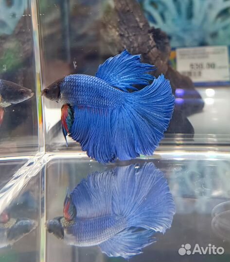 Аквариумные рыбки (животные)