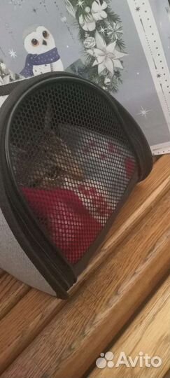 Переноска для кошек (и маленьких собак)