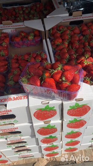 Клубника Азербайджан